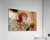 Red Prickly Pear Acrylic Print