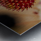 Red Prickly Pear Metal print