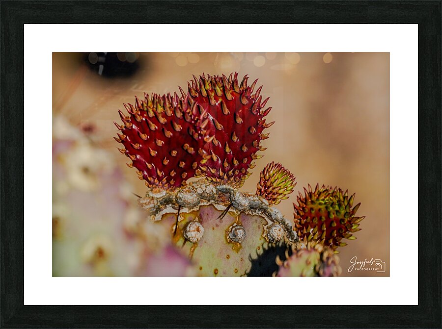 Red Prickly Pear Picture Frame print
