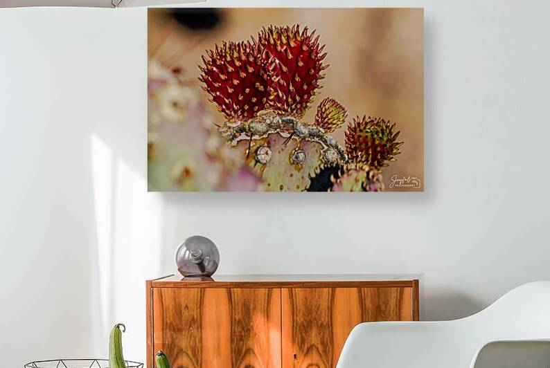 Red Prickly Pear Reproduction