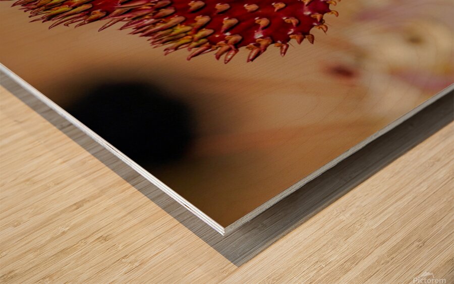 Red Prickly Pear Wood print