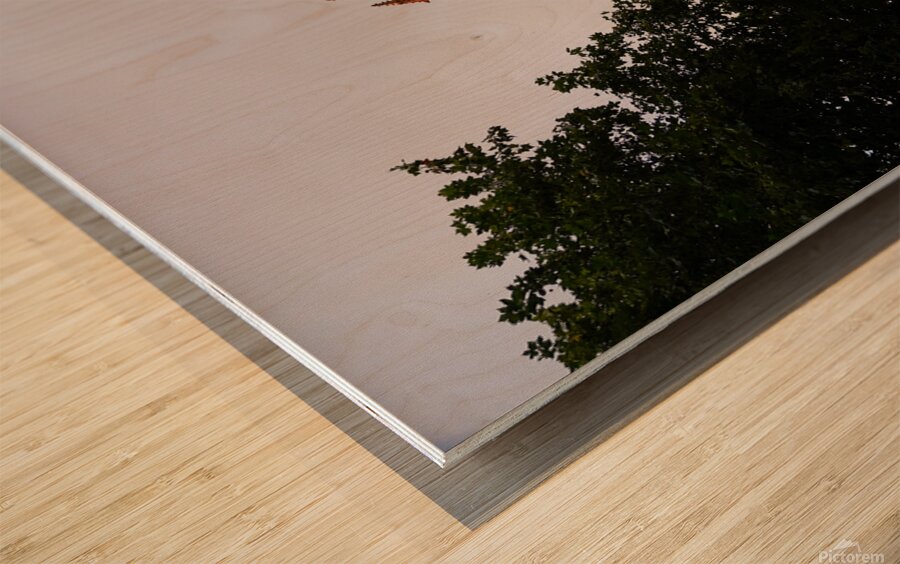 Front of the Minster  Wood print