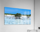 Mangroves in Estuary Acrylic Print
