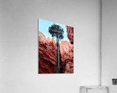 Bryce Canyon II Acrylic Print