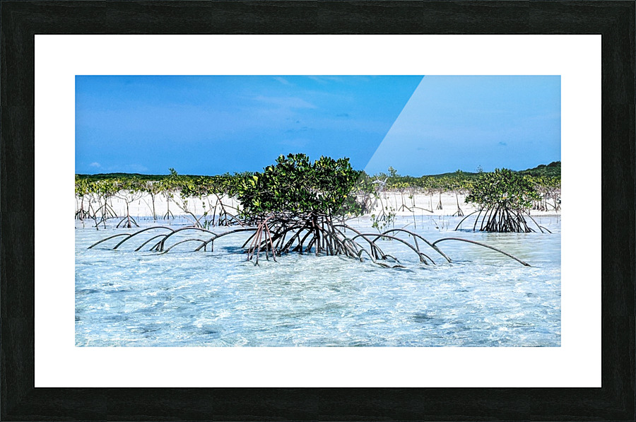 Mangroves in Estuary Picture Frame print