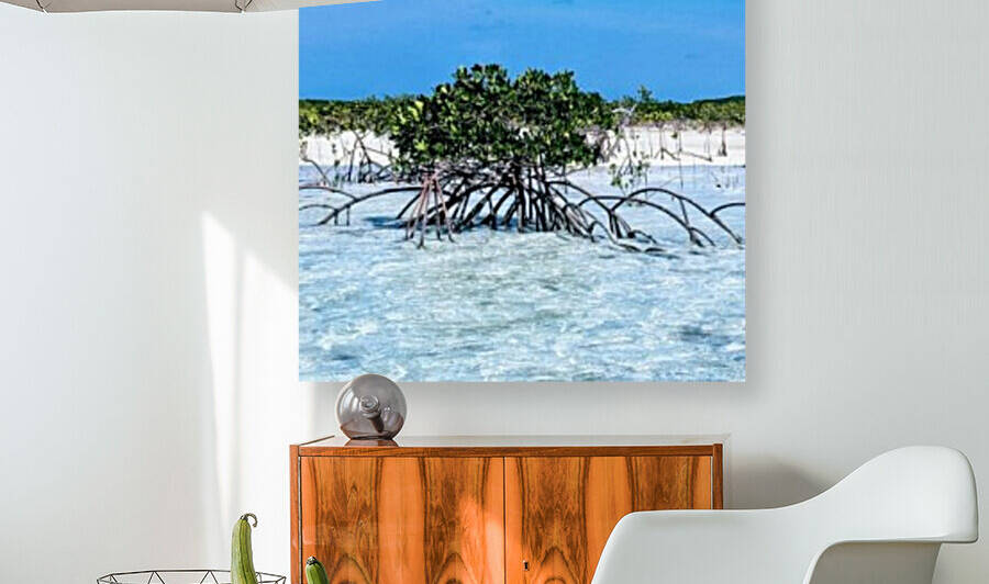 Mangroves in Estuary by Broken Compass Life Photography