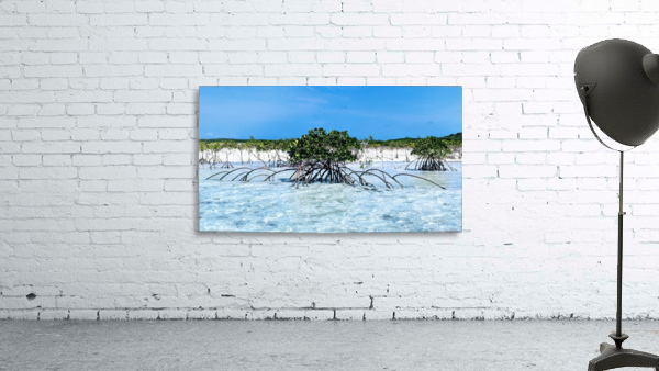Mangroves in Estuary Wall Preview