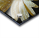 Morning Dew Acrylic print