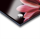 So Beautiful Acrylic print