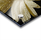 Morning Dew Acrylic print