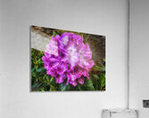 It Makes Me Smile Acrylic Print