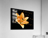 A Beauty Acrylic Print