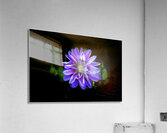 With Open Arms Acrylic Print