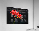 Reaching Acrylic Print