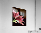 So Beautiful Acrylic Print