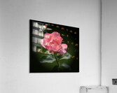 Dinner Time Acrylic Print