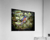 Looking At You Acrylic Print