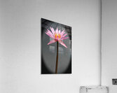 Delicate Acrylic Print