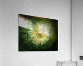 Bold Beautiful Acrylic Print