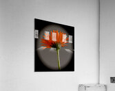 So Much Love Acrylic Print