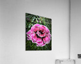 Pretty Pink Acrylic Print