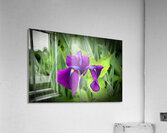 Droopy Acrylic Print