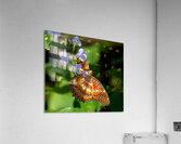 From Heaven Acrylic Print