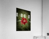 Pretty Acrylic Print