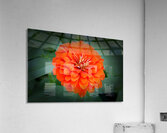 So Plush Acrylic Print