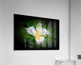 PLAIN and SIMPLE Acrylic Print