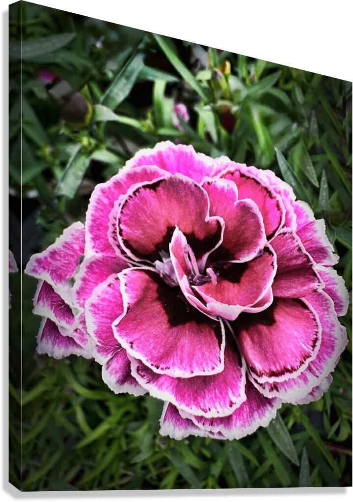 Pretty Pink Canvas Print