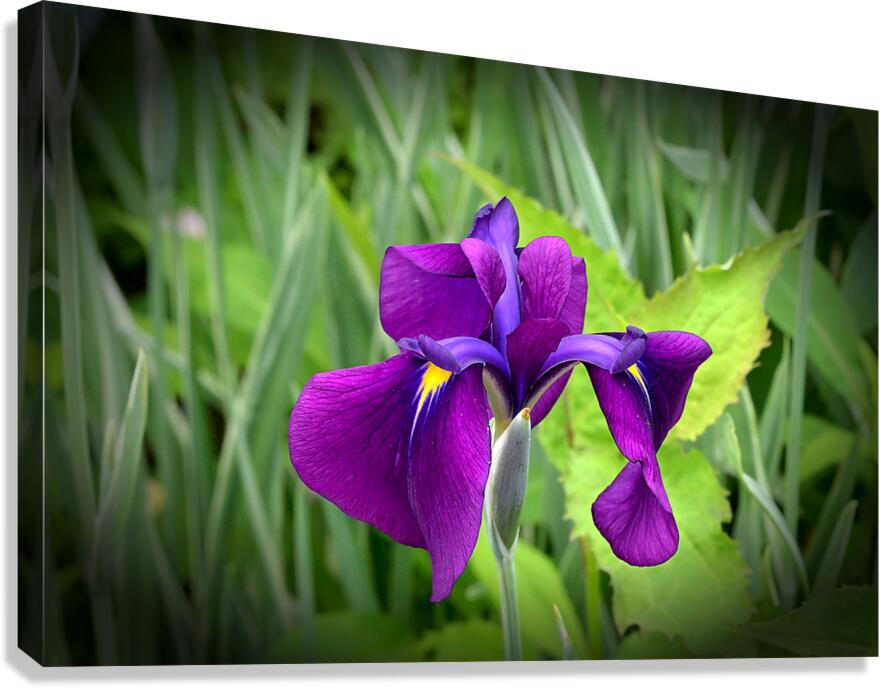 Droopy Canvas Print