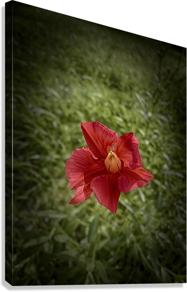 Pretty Canvas Print