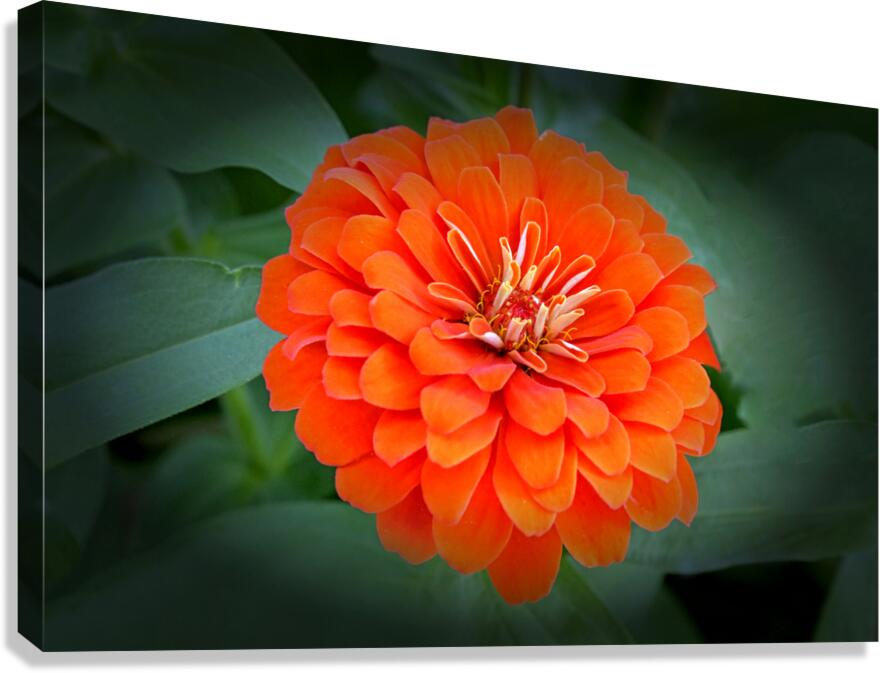 So Plush Canvas Print