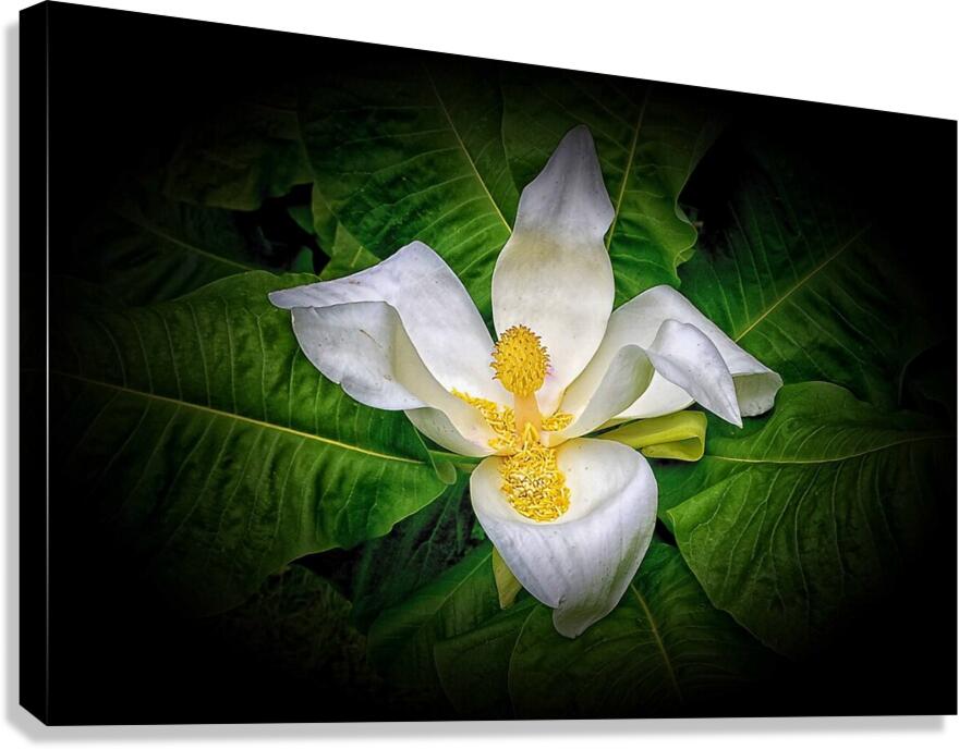 PLAIN and SIMPLE Canvas Print