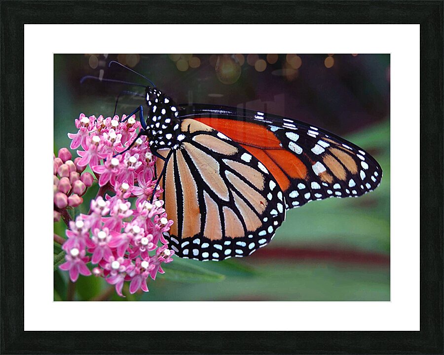 Monarch Picture Frame print