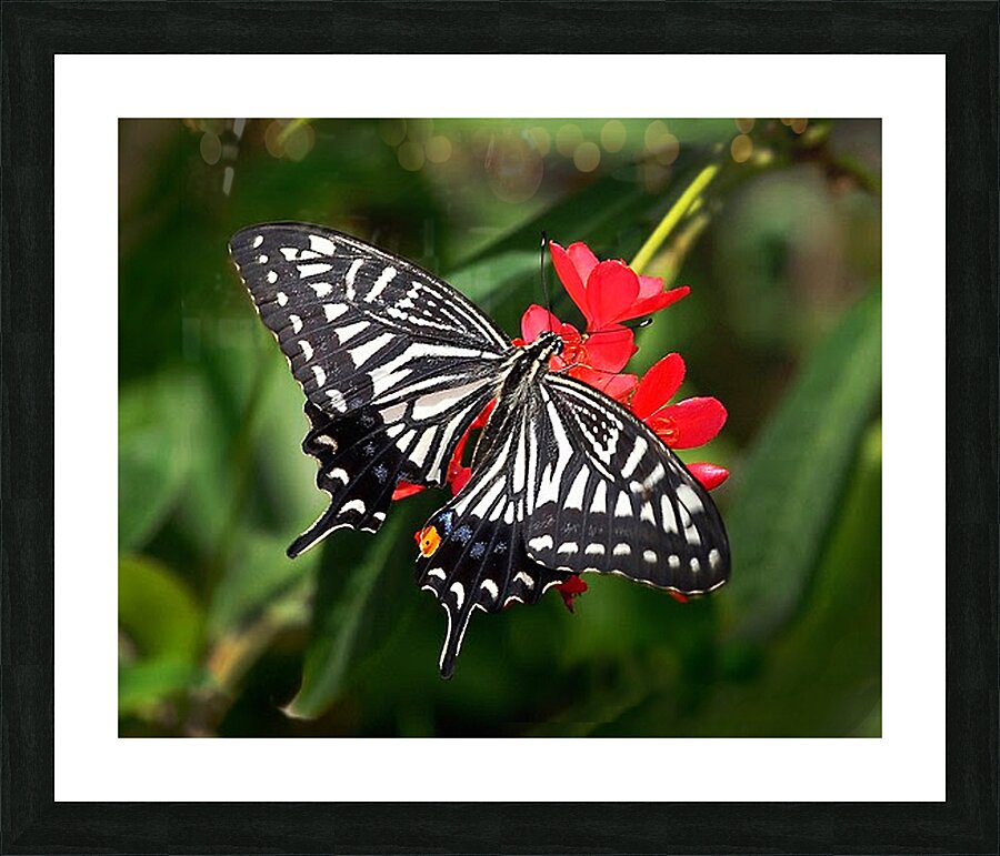 Zebra Swallow Tail Picture Frame print