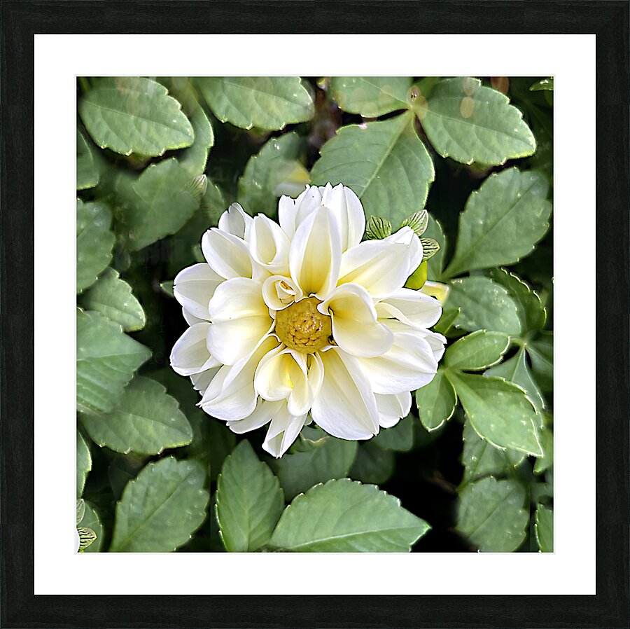 Elegance Picture Frame print