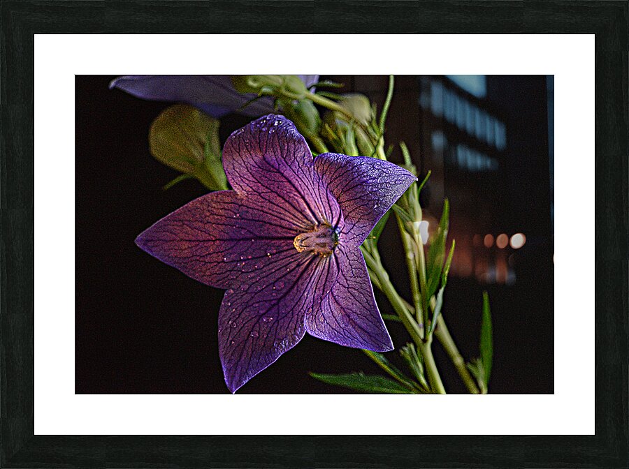 Purple Balloon Picture Frame print