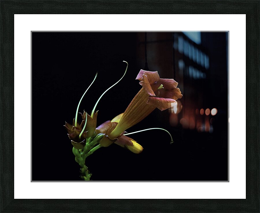 Pure Elegance Picture Frame print
