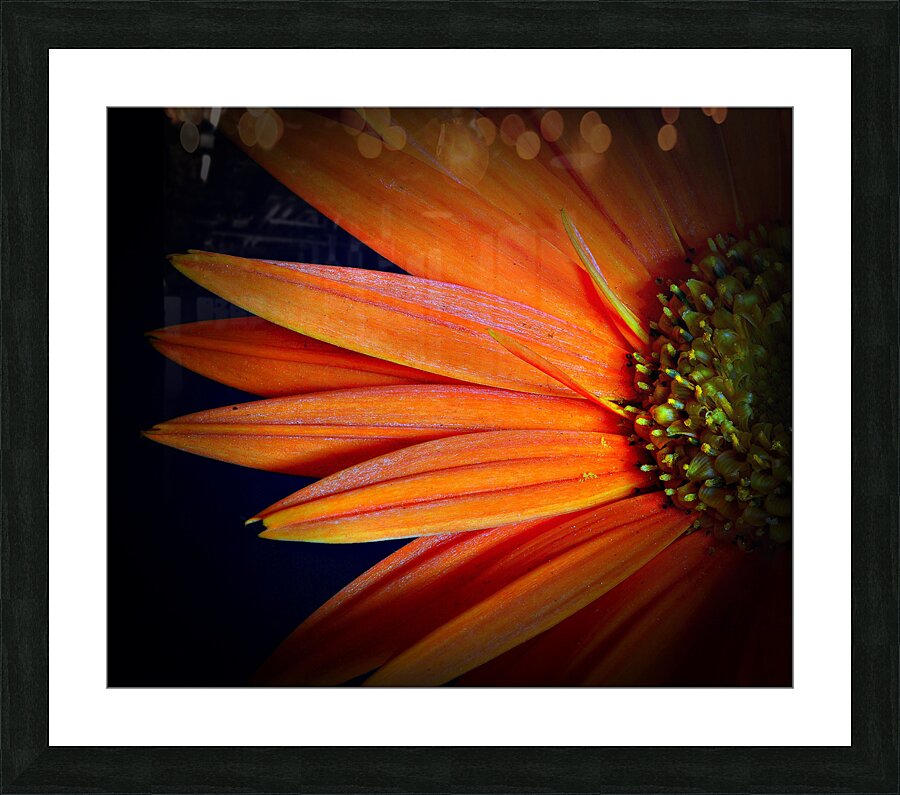 Orange Delight Picture Frame print