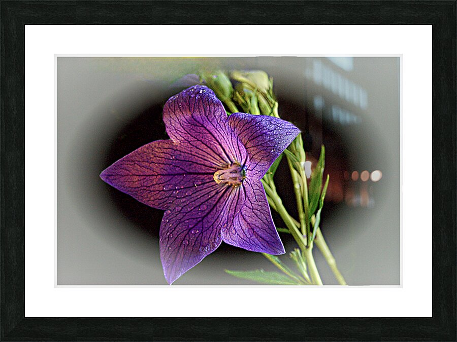 Purple Rain Picture Frame print