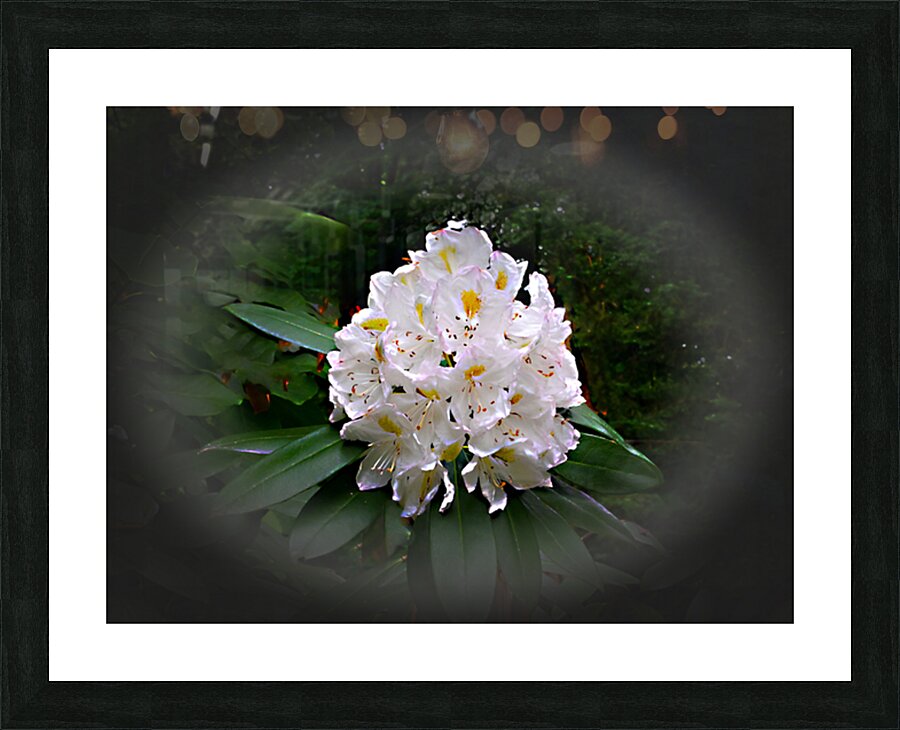 Bold  Beautiful Picture Frame print