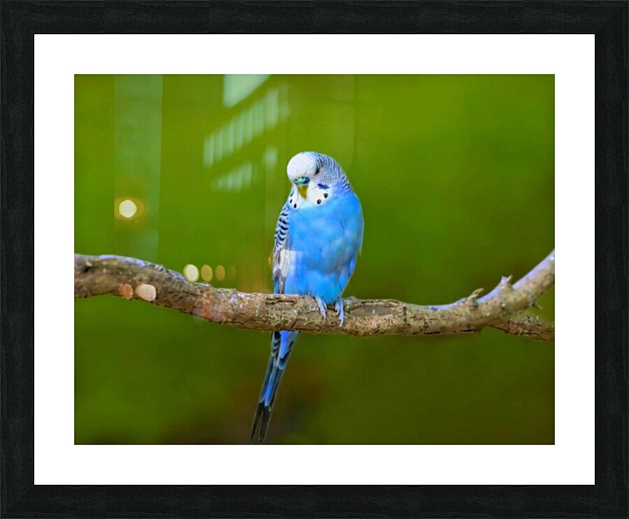 Hey Gorgeous copy Picture Frame print