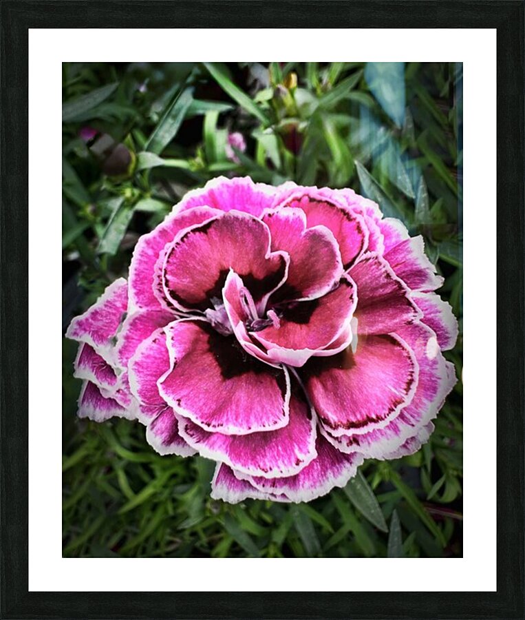 Pretty Pink Picture Frame print