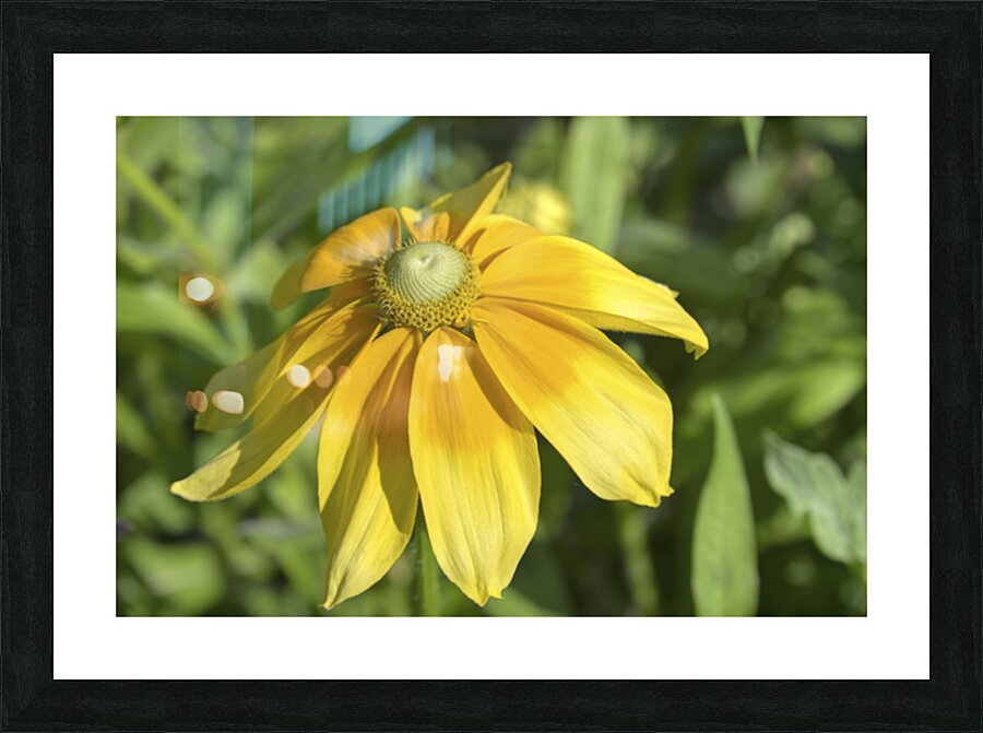All Drained 1 Picture Frame print