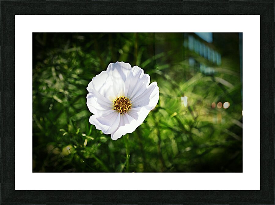 DSC0295 copy Picture Frame print