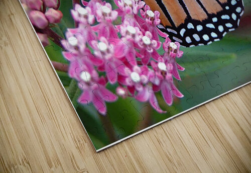 Monarch Arnie Goldstein puzzle