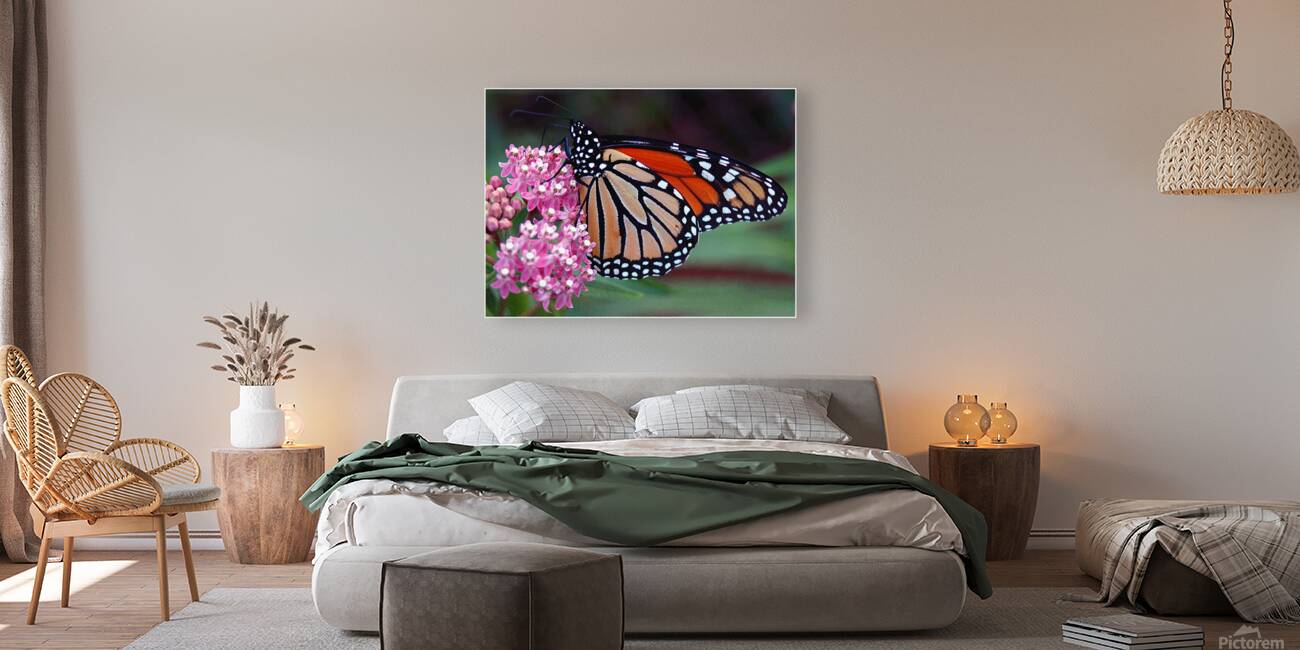 Monarch Reproduction
