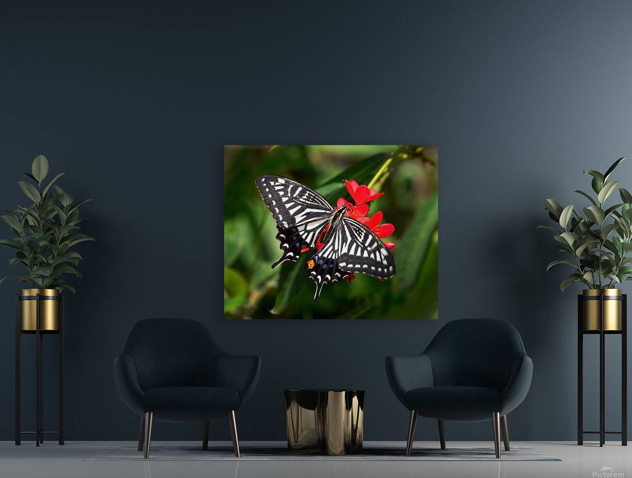 Zebra Swallow Tail Reproduction